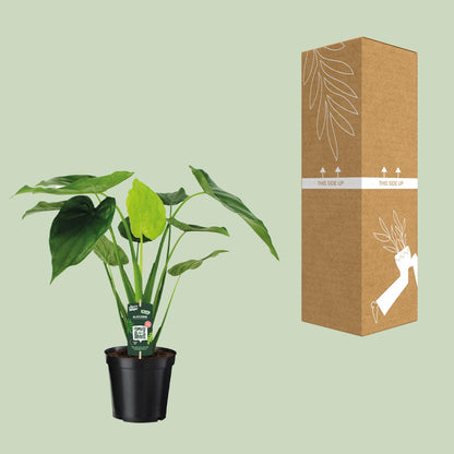 Alocasia Cucullata - Elefantenohr - Ø19cm - ↕55cm