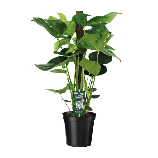 Monstera Deliciosa - Ø19cm - ↕80cm