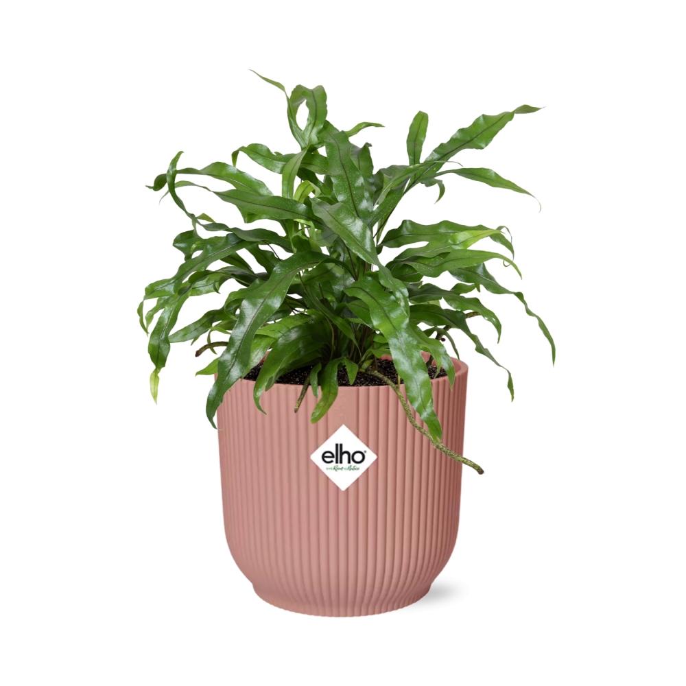 Microsorum Diversifolium in ELHO Vibes Fold 14cm roze