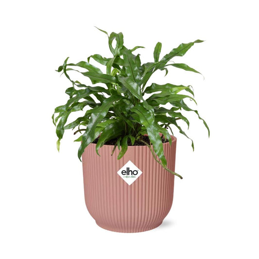 Microsorum Diversifolium in ELHO Vibes Fold 14cm roze