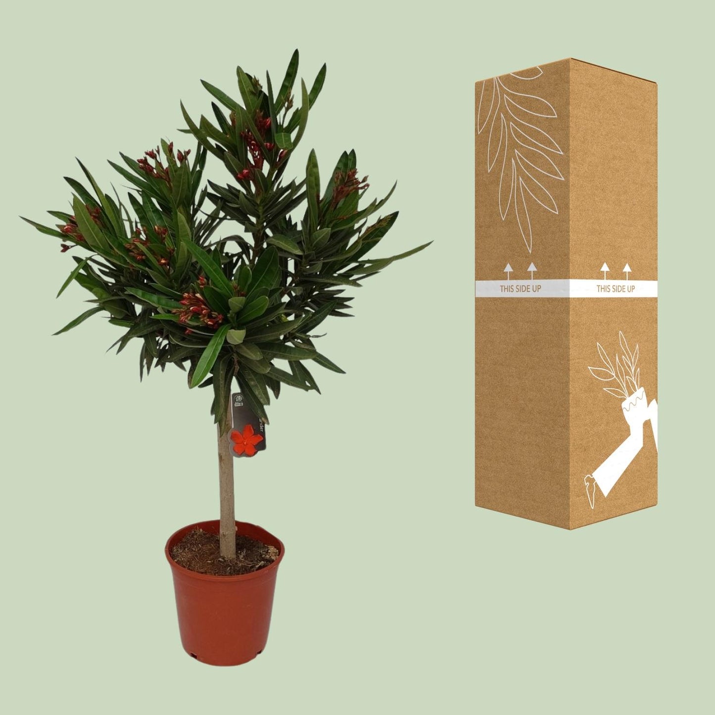 Nerium Oleander - Ø20cm - ↕110cm