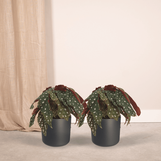 2x Begonia Maculata - Blattbegonie - 20cm - ø12