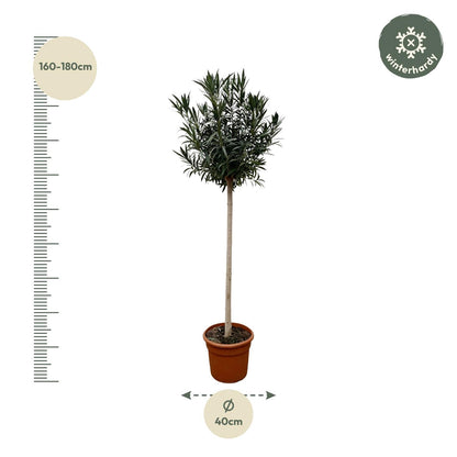 Oleander Stamm mit roten Blüten – 170 cm Kübelpflanze