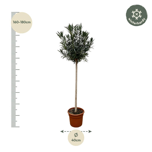 Oleander Stamm mit roten Blüten – 170 cm Kübelpflanze