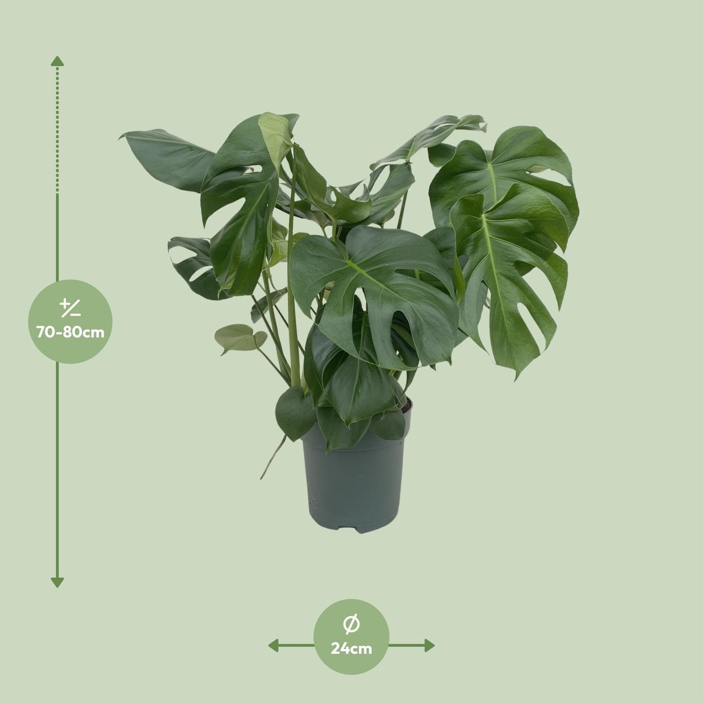 Monstera Deliciosa - Ø24cm - ↕80cm