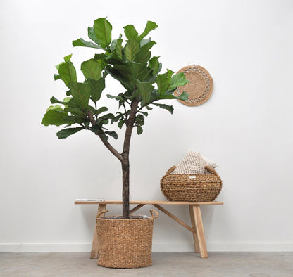 Korb Jack – Naturkorb 30 cm – Vielseitig & Stilvoll