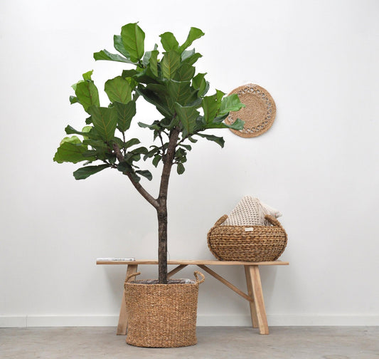 Korb Jack – Naturkorb 30 cm – Vielseitig & Stilvoll