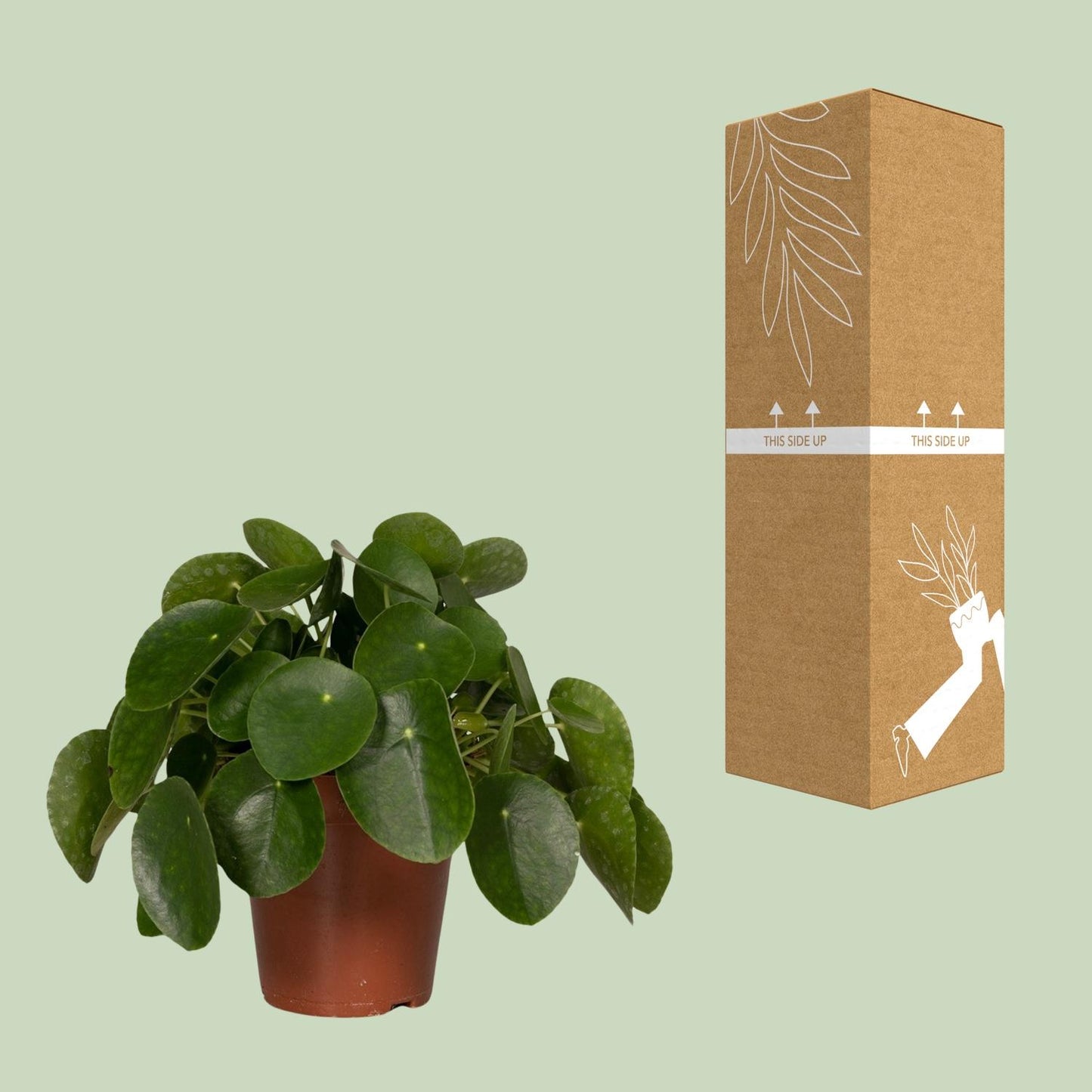 Pilea Peperomiodes - Pfannkuchenfabrik - Ø15cm - ↕25cm