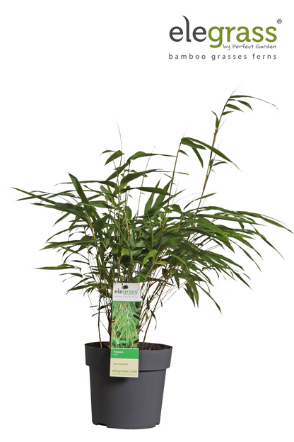 Fargesia rufa - Ø29cm - ↕80cm - Ø14 - ↨40cm