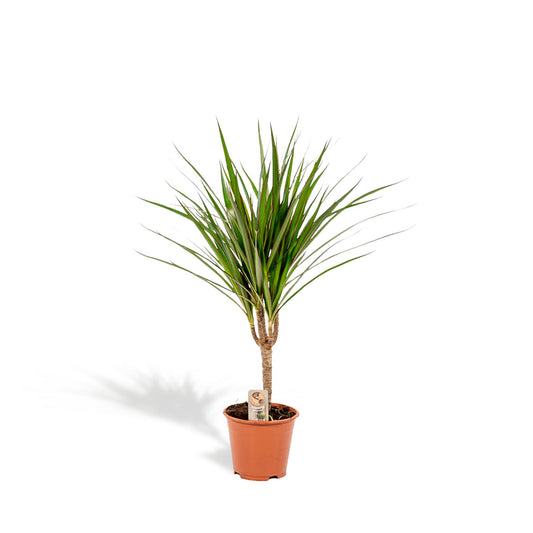 Drachenbaum Marginata – 60 cm pflegeleichte Zimmerpflanze