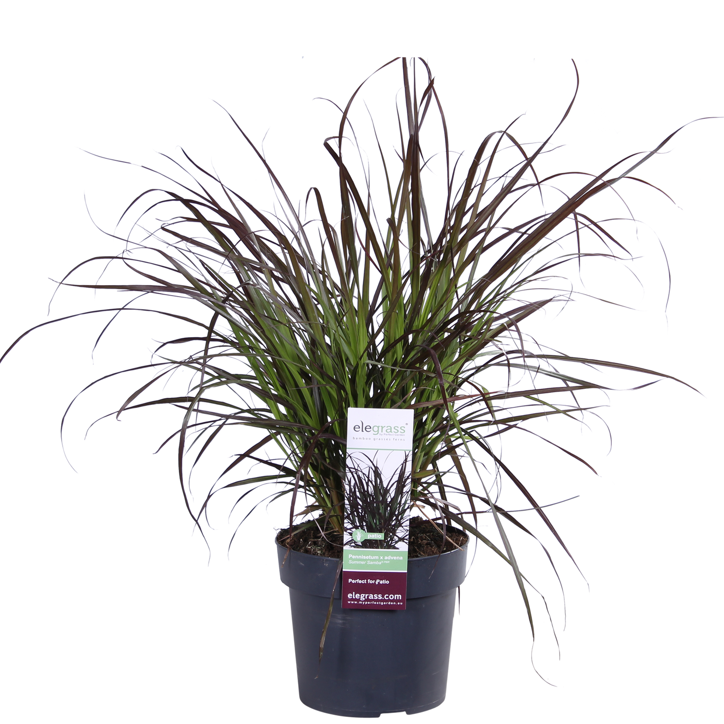 Pennisetum x advena 'Summer Samba' - Ø19cm - ↕50cm