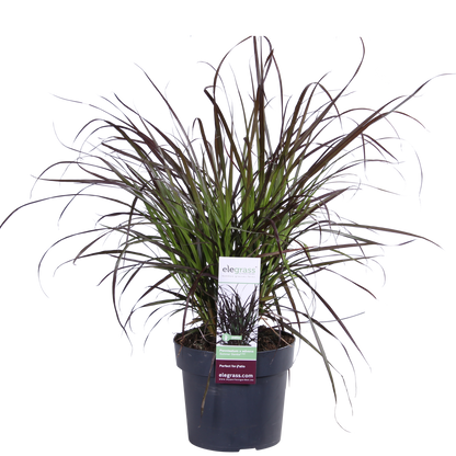 Pennisetum x advena 'Summer Samba' - Ø19cm - ↕50cm