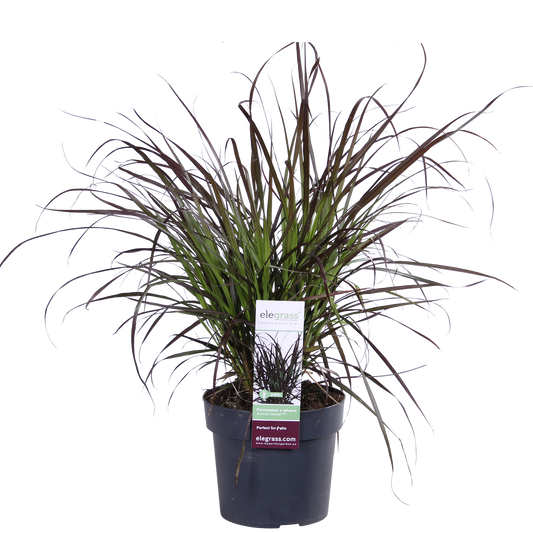 Pennisetum x advena 'Summer Samba' - Ø19cm - ↕50cm