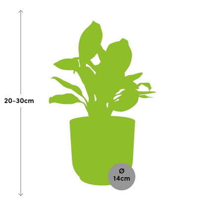 Aglaonema Christina in ELHO Vibes Fold 14cm roze