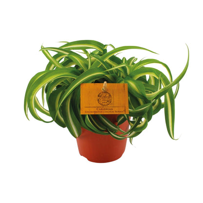 Chlorophytum Bonnie - Ø12cm - ↕20cm