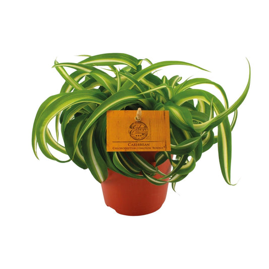 Chlorophytum Bonnie - Ø12cm - ↕20cm