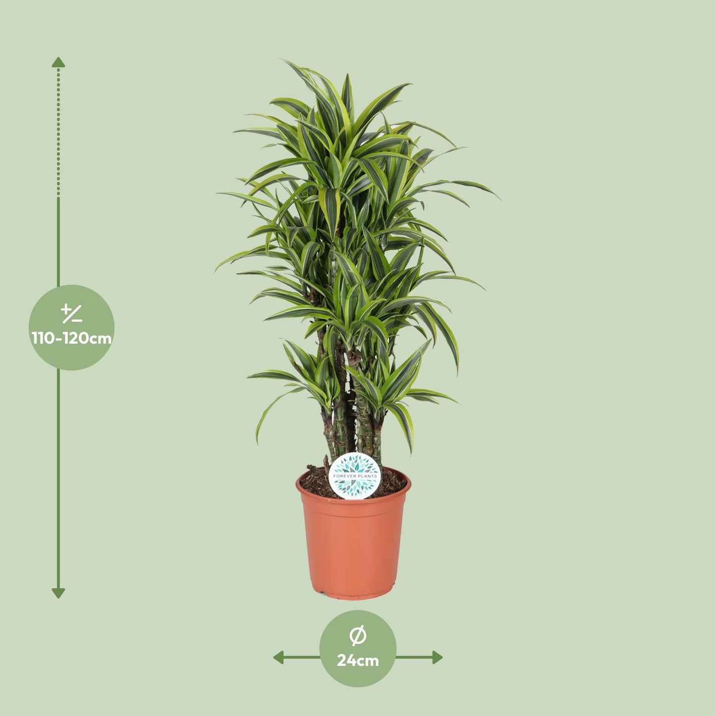 Dracaena Deremensis Lemon Lime - Ø24cm - ↕120cm