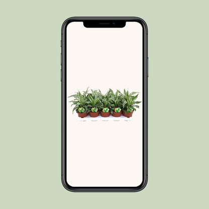Dracaena Kanzi - Ø12cm - ↕22cm