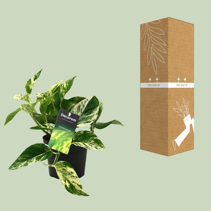 Scindapsus (Epipremnum) Marble Queen - Ø12cm - ↕25cm