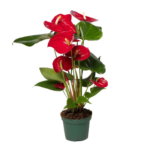 Anthurium Red - Ø17cm - ↕55cm - Ø12cm - ↕40cm
