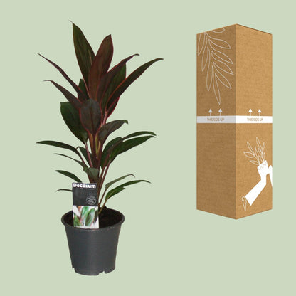 Cordyline Rumba - Ø12cm - ↕40cm