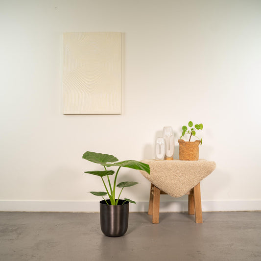 Alocasia Macrorrhiza - Ø19cm - ↕70cm + Topf Mayk Lead