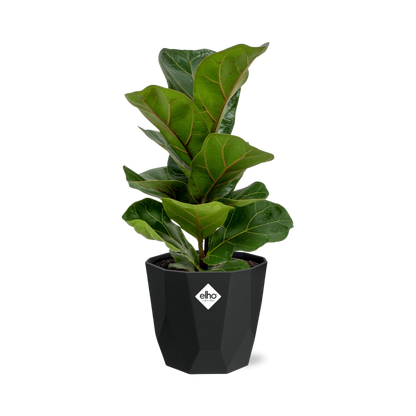 Ficus Lyrata ‘Bambino’ in 14cm b.for rock living black
