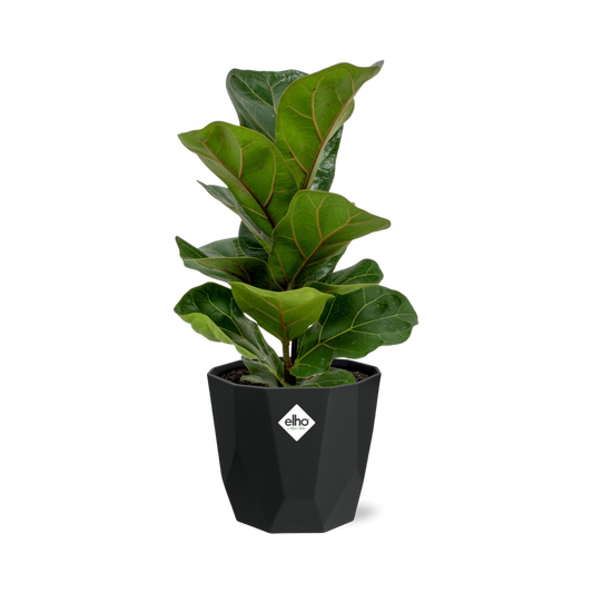 Ficus Lyrata ‘Bambino’ in 14cm b.for rock living black