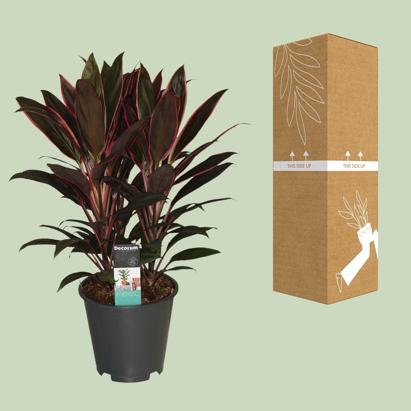 Cordyline Rumba - Ø19cm - ↕55cm
