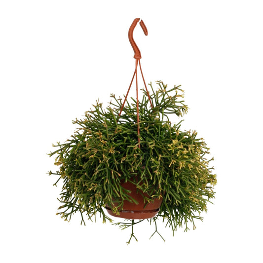 Rhipsalis Clavata - Ø17cm - ↕45cm