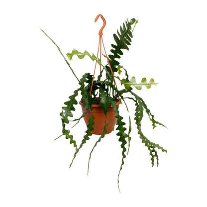 Epiphyllum Anguliger - Ø17cm - ↕35cm