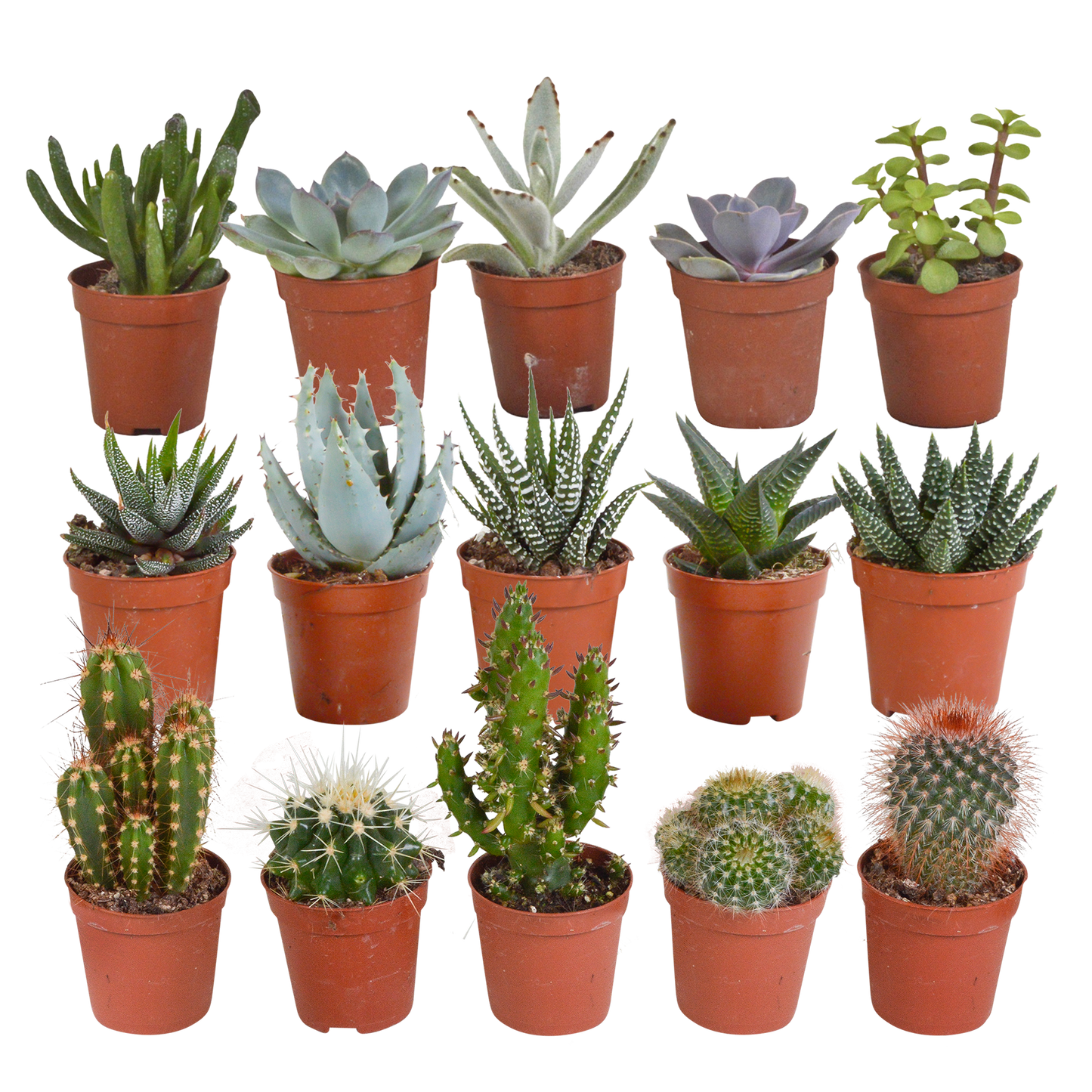 Kakteen & Sukkulenten Mix – 15 pflegeleichte Pflanzen im 5,5 cm Topf