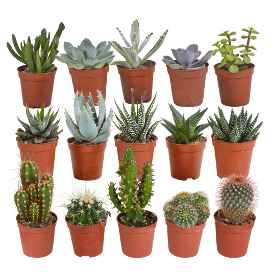 Kakteen & Sukkulenten Mix – 15 pflegeleichte Pflanzen im 5,5 cm Topf
