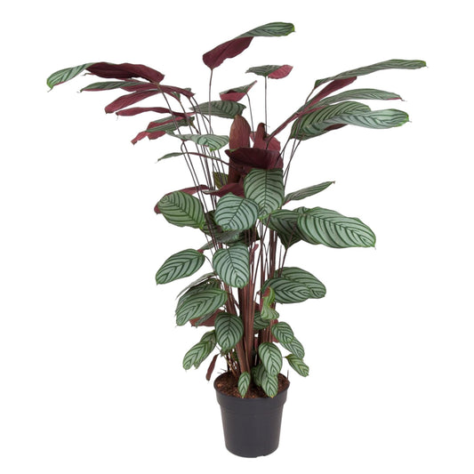 Korbmarante Oppenheimiana – 130 cm dekorative Zimmerpflanze