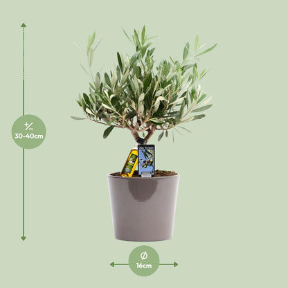 Olea Olijf - Ø16cm - ↕35cm