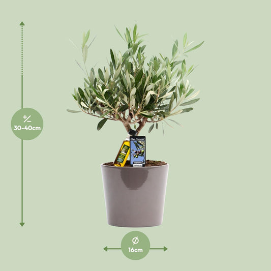 Olea Olijf - Ø16cm - ↕35cm