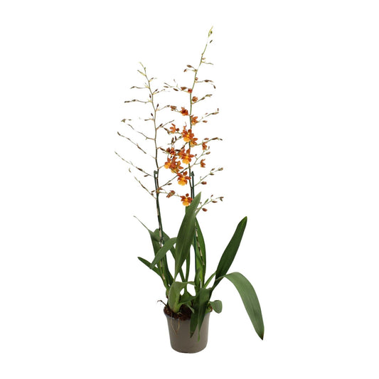Catatante 2 Tak Toef 17 Cm - Ø17cm - ↕80cm