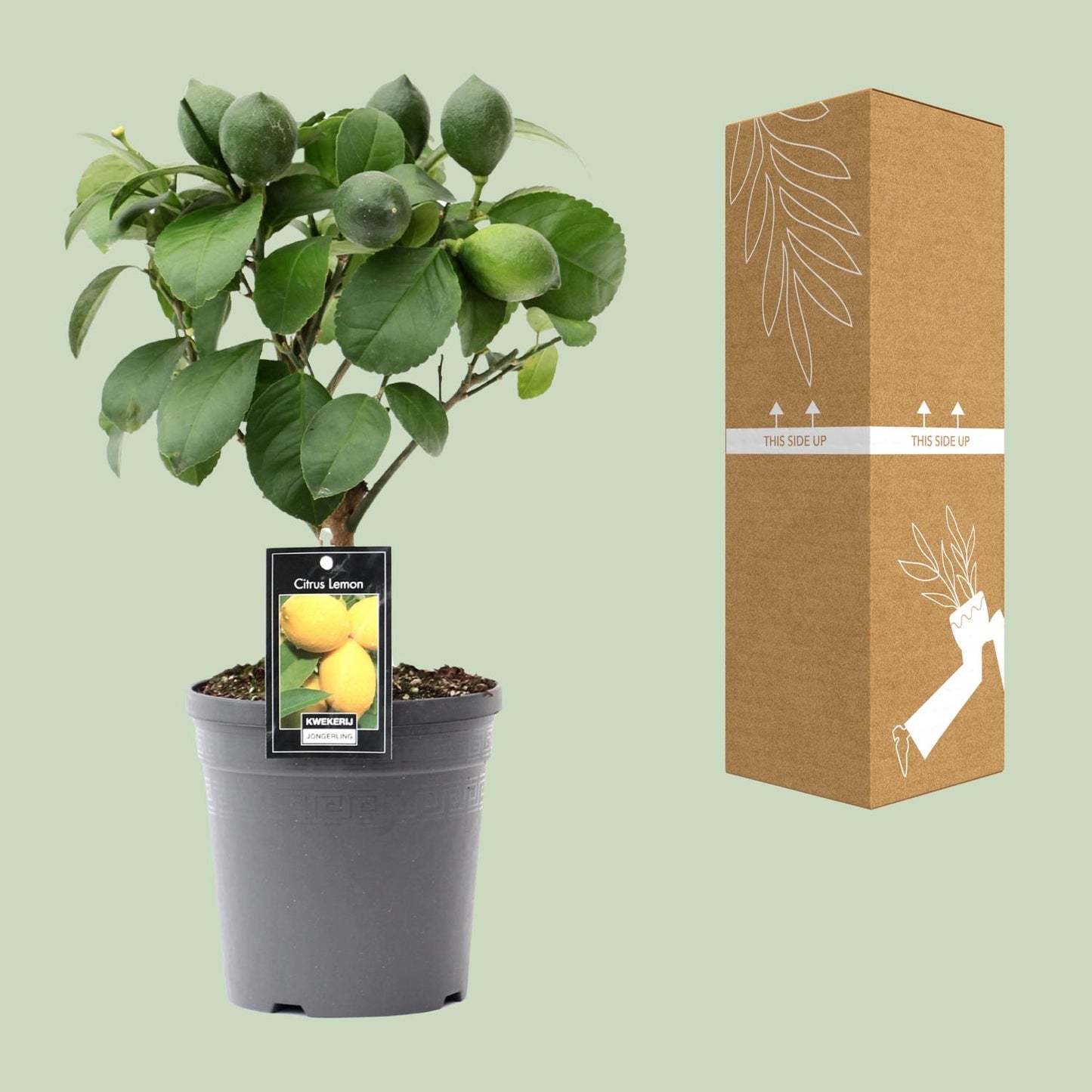 Citrus Lemon op Stam - Ø15cm - ↕35cm