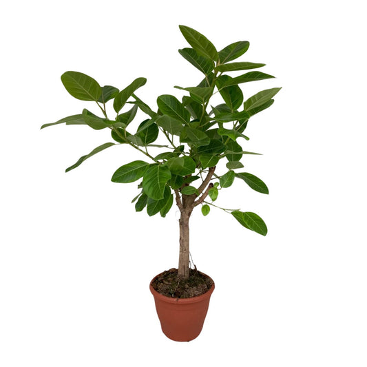 Ficus Altissima - Ø26cm - ↕110cm