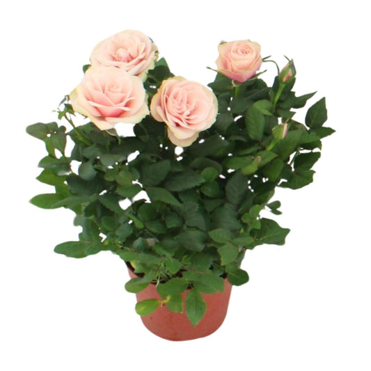 Rosa Light Pink - Ø12cm - ↕29cm