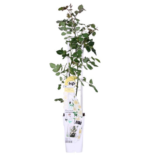 Rosa Crazy in love 'Vanilla' - Creme-Rose - Ø15cm - ↕65cm