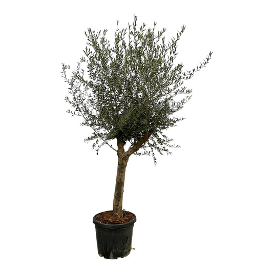 Olivenbaum 'Olea Lorc' 200 cm – Mediterrane Kübelpflanze