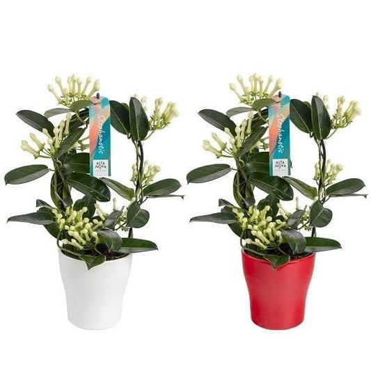 Stephanotis 7-8 Tros Boog Keramiek Anna Rood/Wit - 2 stuks - Ø13cm - ↕45cm