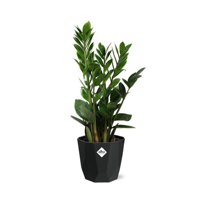 Zamioculcas – Hoogte 45-50 in 14cm b.for rock living black