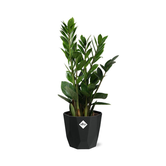 Zamioculcas – Hoogte 45-50 in 14cm b.for rock living black