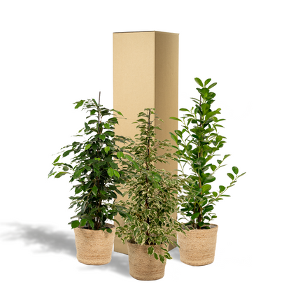 Ficus Benjamina Danielle - Ø21cm - ↕95cm + Ficus Benjamina Twilight - Ø21cm - ↕95cm + Ficus Microcarpa Moclame - Ø21cm - ↕95cm + Korb Selin