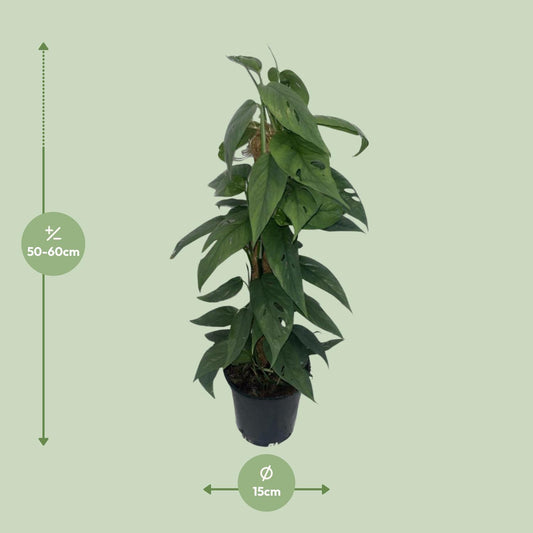 Epipremnum Cebu Blue Moosstock - Ø15cm - ↕60cm