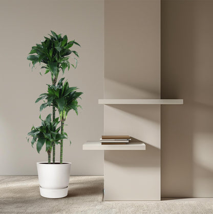 Drachenbaum 'Tatuade' 140 cm – Exotische Zimmerpflanze