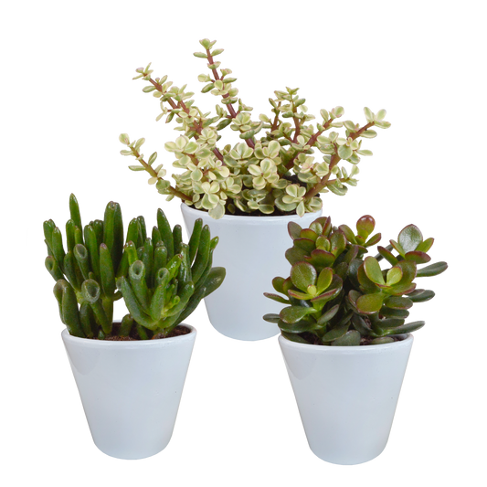 Dickblatt-Mix 3er Set – Pflegeleichte Sukkulenten 8,5 cm