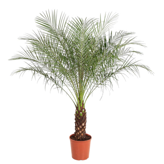 Zwerg-Dattelpalme 190 cm – Exotische Zimmerpflanze